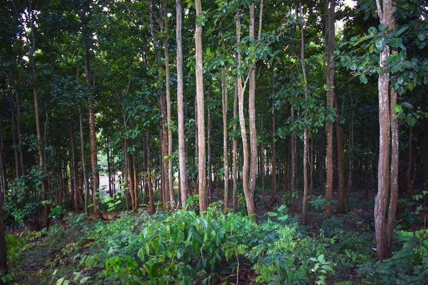 Bougainvillea Retreat & Spa Kaharpara エクステリア 写真